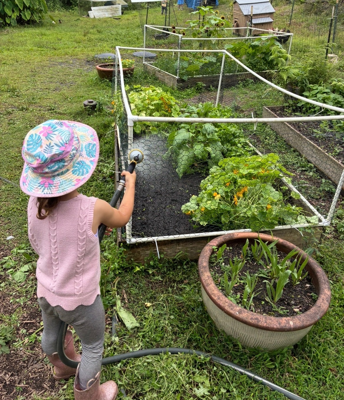 Eight raised garden beds at Kona Nature School