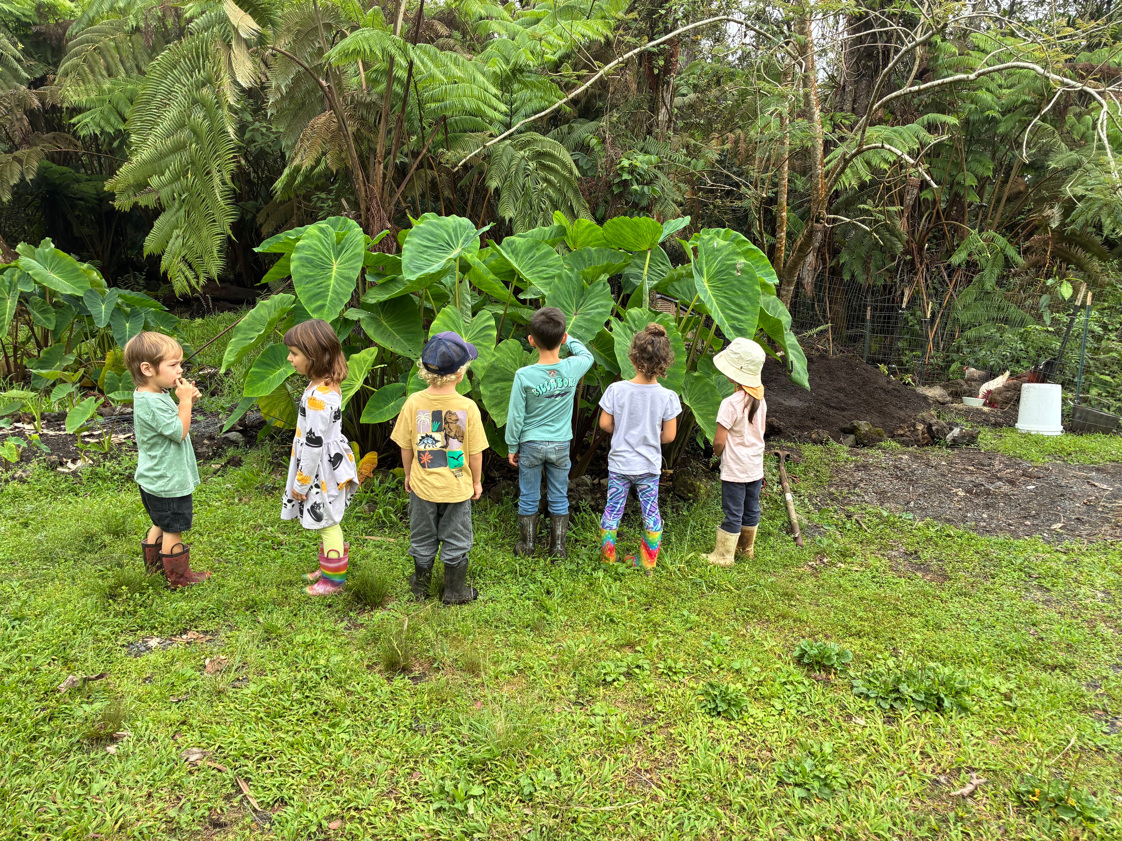 Kalo taro patches at Kona Nature School